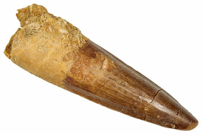 Fossil Spinosaurus Tooth - Real Dinosaur Tooth #357452